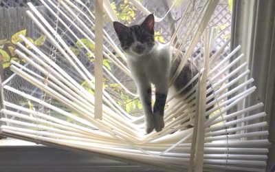 One More Reason to Replace Mini-Blinds: Cats