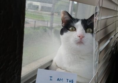 Cats in blinds meme 4