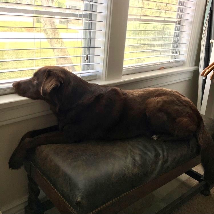 Chocolate lab window watches through blinds