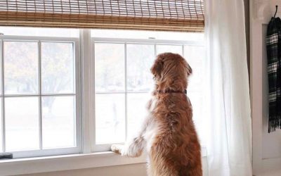 Dogs: The Ultimate Window Decor