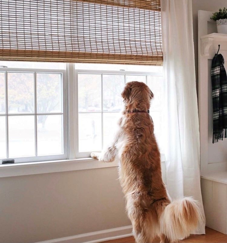 Dogs: The Ultimate Window Decor