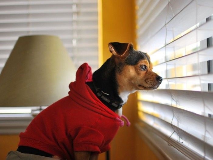 Dog in red hoodie peers through blinds