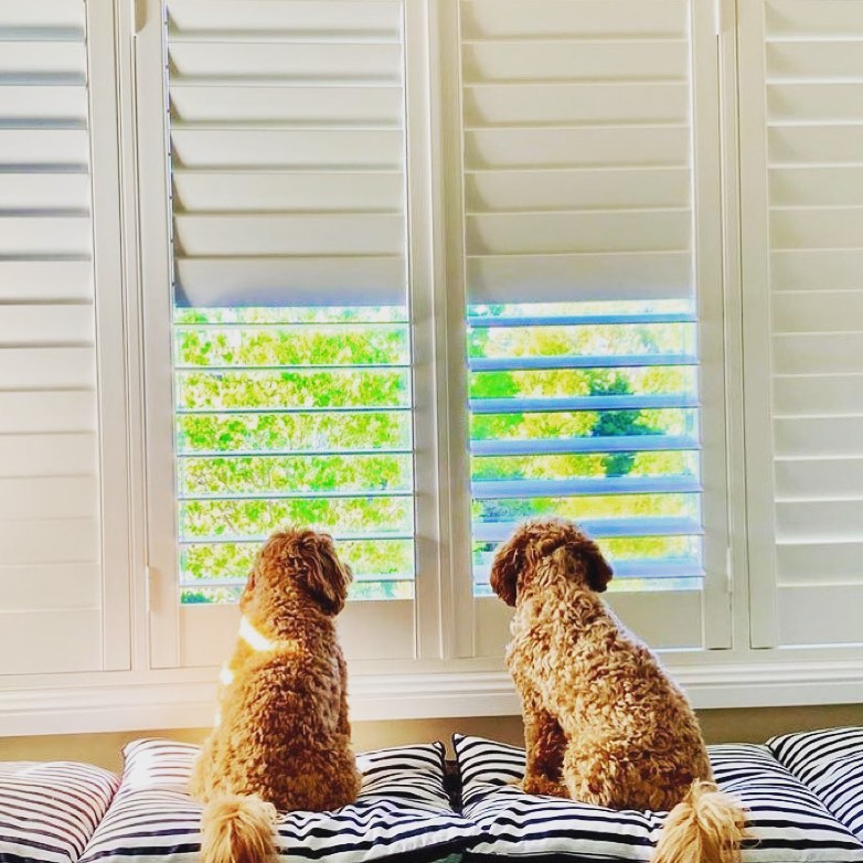 Plantation shutters are dog friendly!