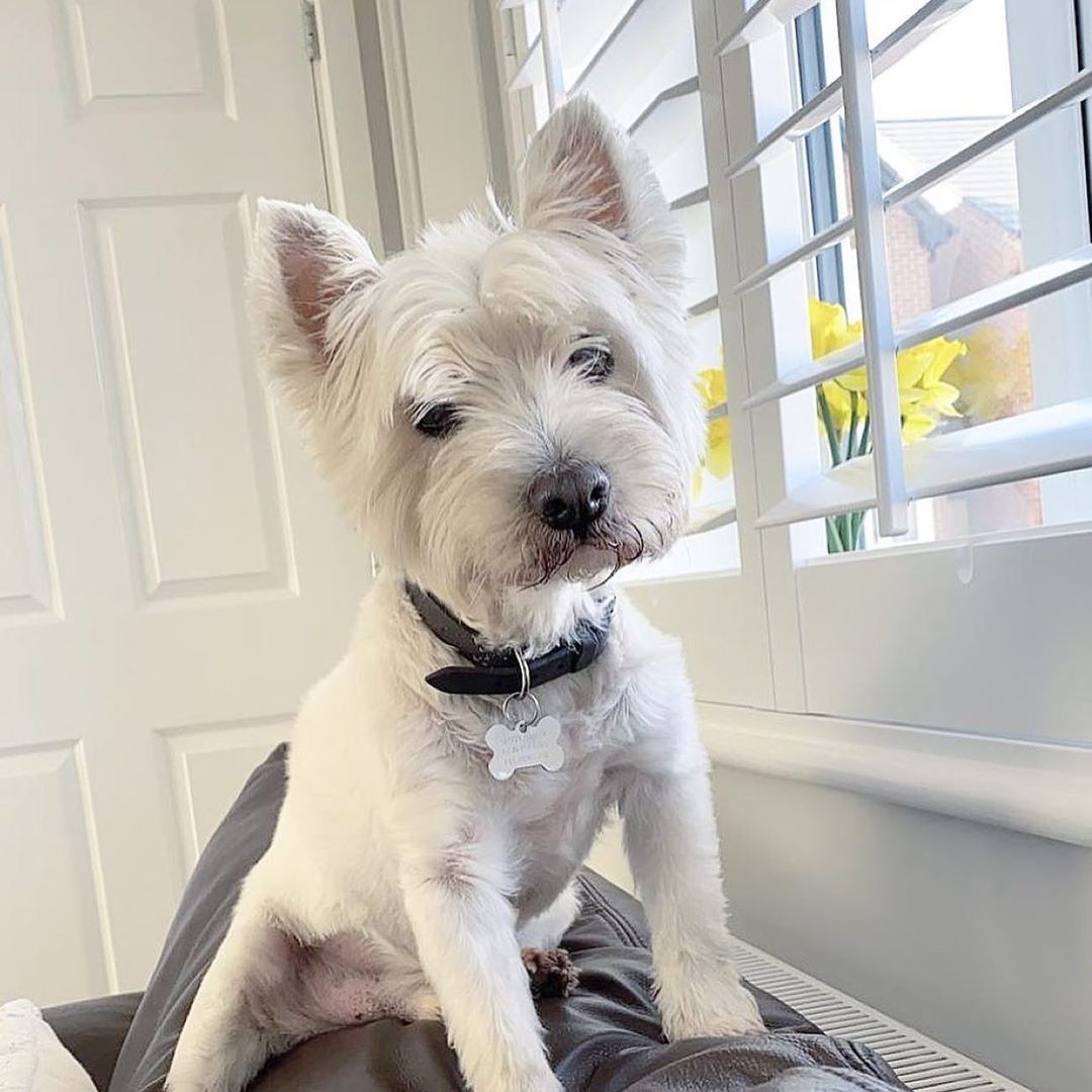 Plantation shutters + a Westie gives you a truly winning combination!