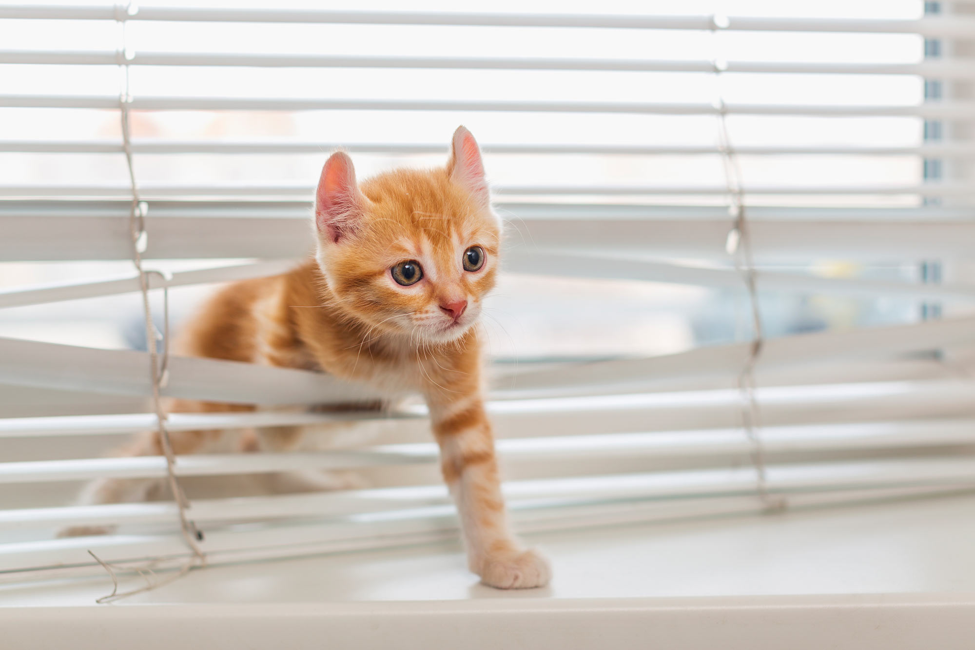 Plantation shutters have no cords or strings so are less tempting to pets than blinds.